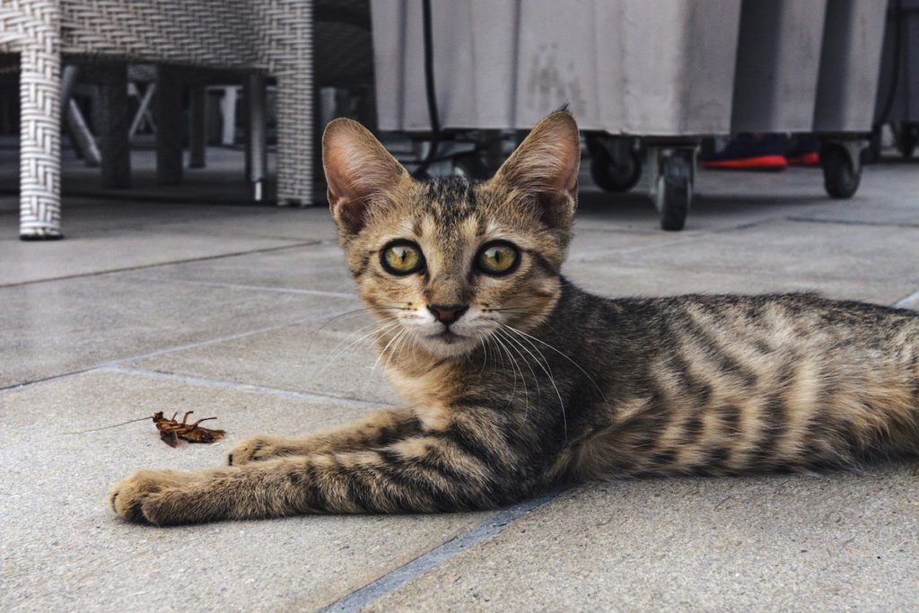 Signs You Have Pests in Your Home